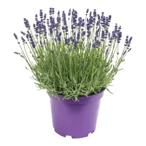 GARDENLINE® Lavande XXL