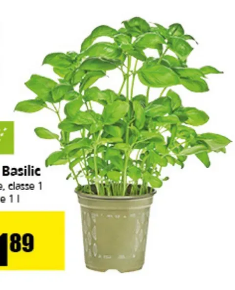 Organic Basil