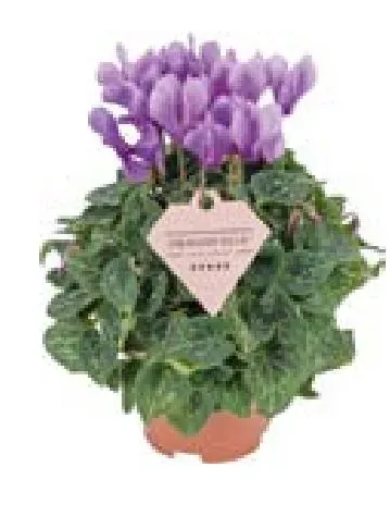 Flower pot