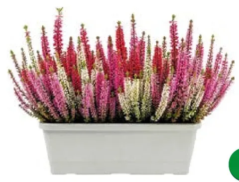 Heather plant