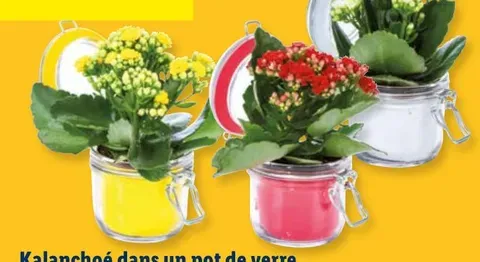 Kalanchoe in glass pot