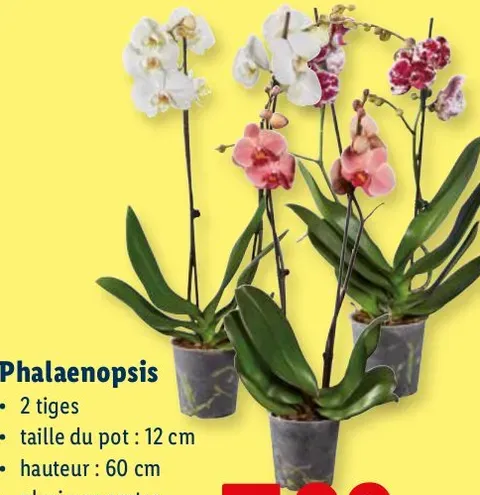 Phalaenopsis orchids