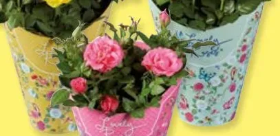 Roses