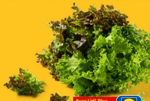 Multicolor salad