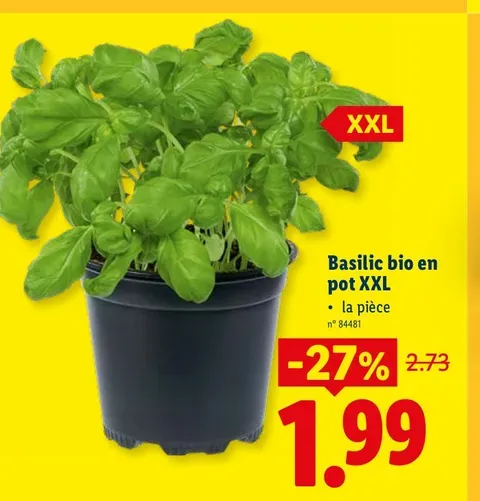 Organic Basil Pot XXL