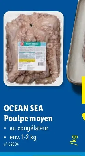 Ocean Sea Medium Octopus